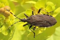 Dicranocephalus agilis