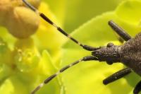 Dicranocephalus agilis