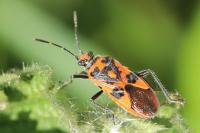 Corizus hyoscyami