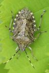 Rhaphigaster nebulosa