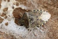 Rhaphigaster nebulosa
