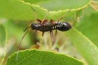 Miris striatus