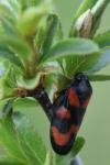 Cercopis vulnerata