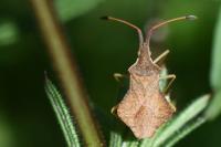 Syromastus rhombeus