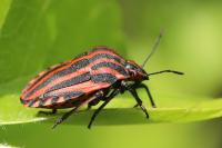 Graphosoma italicum