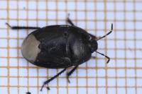 Sehirus luctuosus