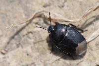 Sehirus luctuosus