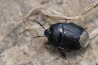 Sehirus luctuosus