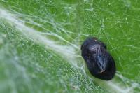 Penthimia nigra