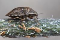 Eurygaster maura