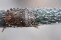 Eurygaster maura