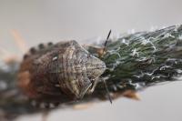 Eurygaster maura