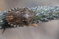 Eurygaster maura