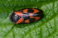 Cercopis vulnerata