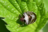 Stagonomus venustissimus