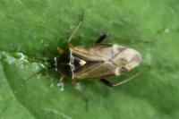 Harpocera thoracica