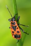 Pyrrhocoris apterus