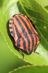 Graphosoma italicum