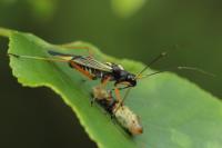 Miris striatus