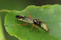 Miris striatus
