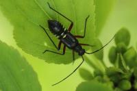 Miris striatus