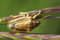 Aelia acuminata