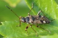 Beosus maritimus