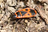 Pyrrhocoris apterus