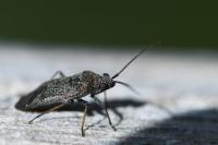 Heterocordylus tibialis