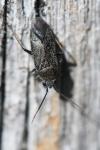 Heterocordylus tibialis