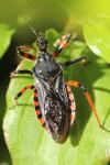 Rhynocoris annulatus