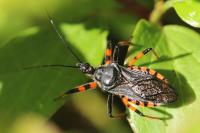 Rhynocoris annulatus