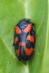 Cercopis vulnerata