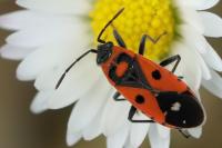 Melanocoryphus albomaculatus