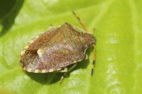 Peribalus strictus vernalis