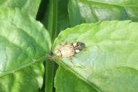 Rhabdomiris striatellus