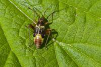 Closterotomus fulvomaculatus