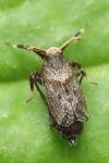 Asiraca clavicornis