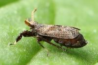 Asiraca clavicornis