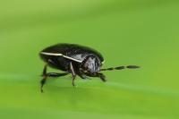 Adomerus maculipes