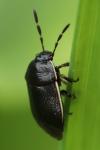 Adomerus maculipes