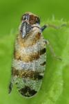 Tachycixius venustulus