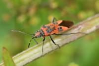 Corizus hyoscyami