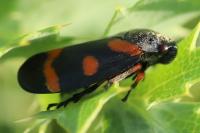 Cercopis intermedia