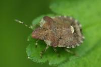 Dyroderes umbraculatus
