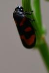 Cercopis vulnerata