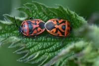 Eurydema ornata