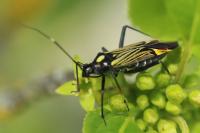 Miris striatus