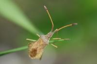 Syromastus rhombeus