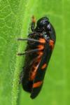Cercopis intermedia